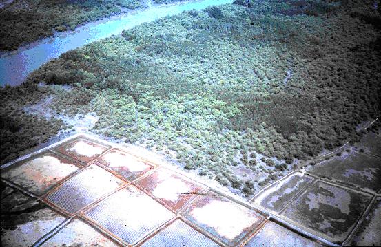 figure polders Guinea
               Bissau