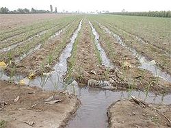furrow irrigation